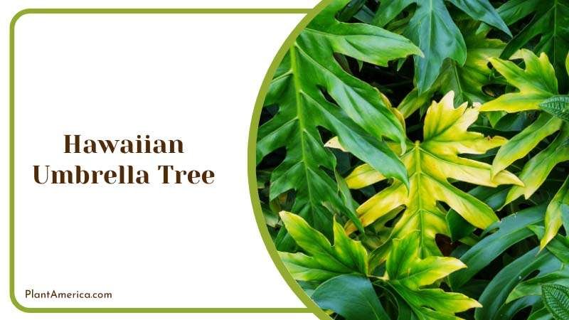 Hawaiian Umbrella Tree Plant America Hawaiian Umbrella Tree Plant America