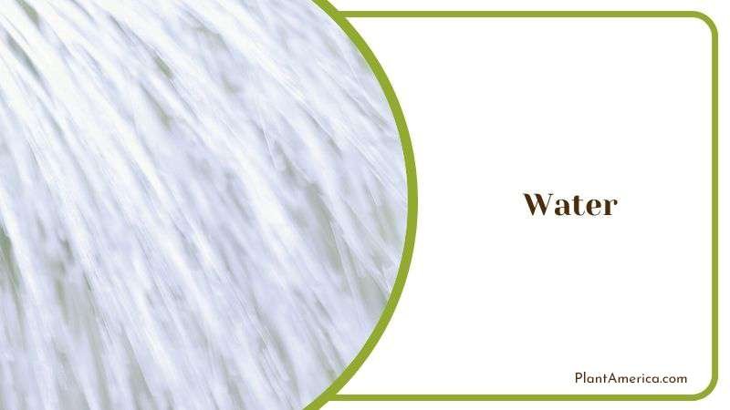 Haworthia Fasciata Watering Method Guide Plant America