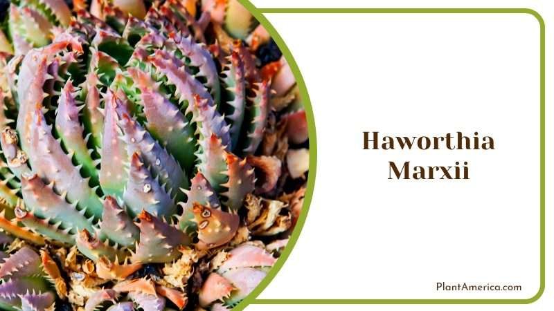 Haworthia Marxii Succulent Plant America