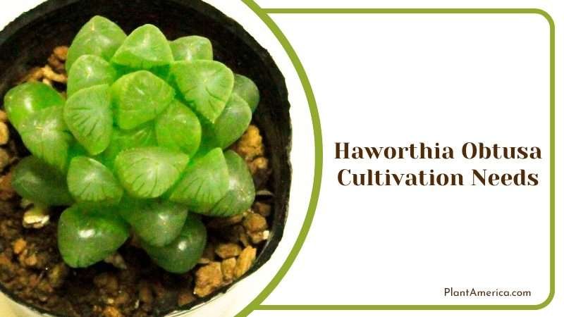Haworthia Obtusa Cultivation Needs Plant America