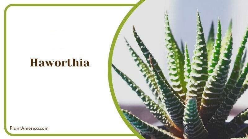 Haworthia Plant America