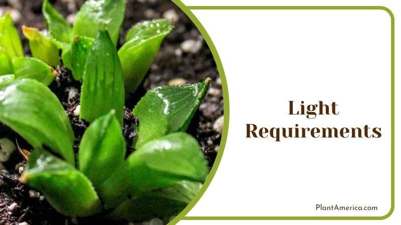 Haworthia Retusa succulents Light Management Plant America
