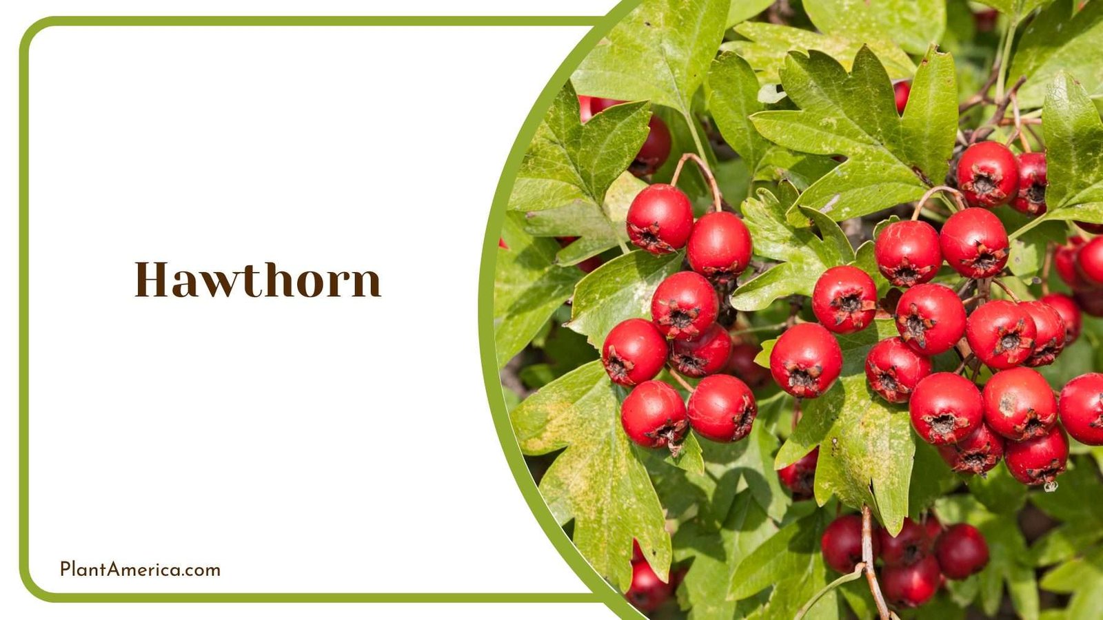Hawthorn Plants Plant America