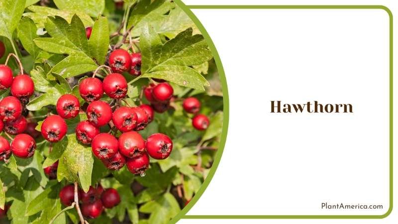Hawthorn Tree Plant America