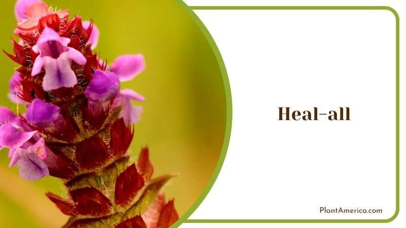 Heal All Herb Plant America