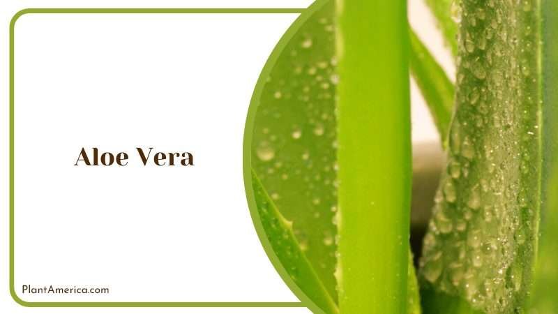 Healing Aloe Vera Succulent Plant America 1