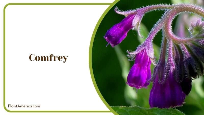 Healing Comfrey Plant Plant America