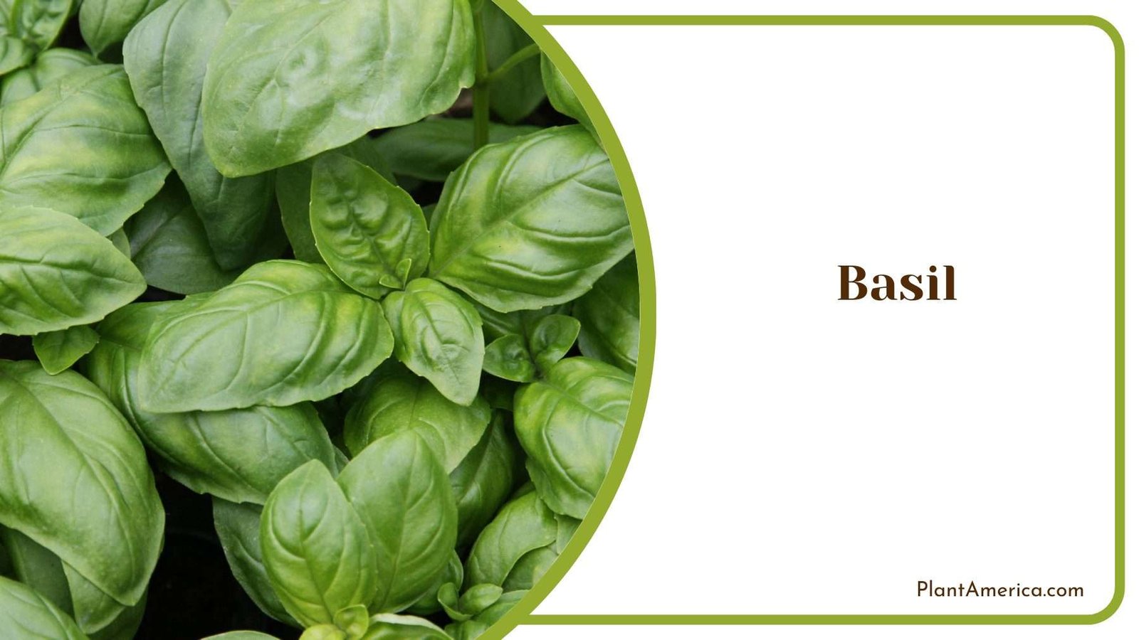 Healthy Basil Plant Plant America Healthy Basil Plant Plant America