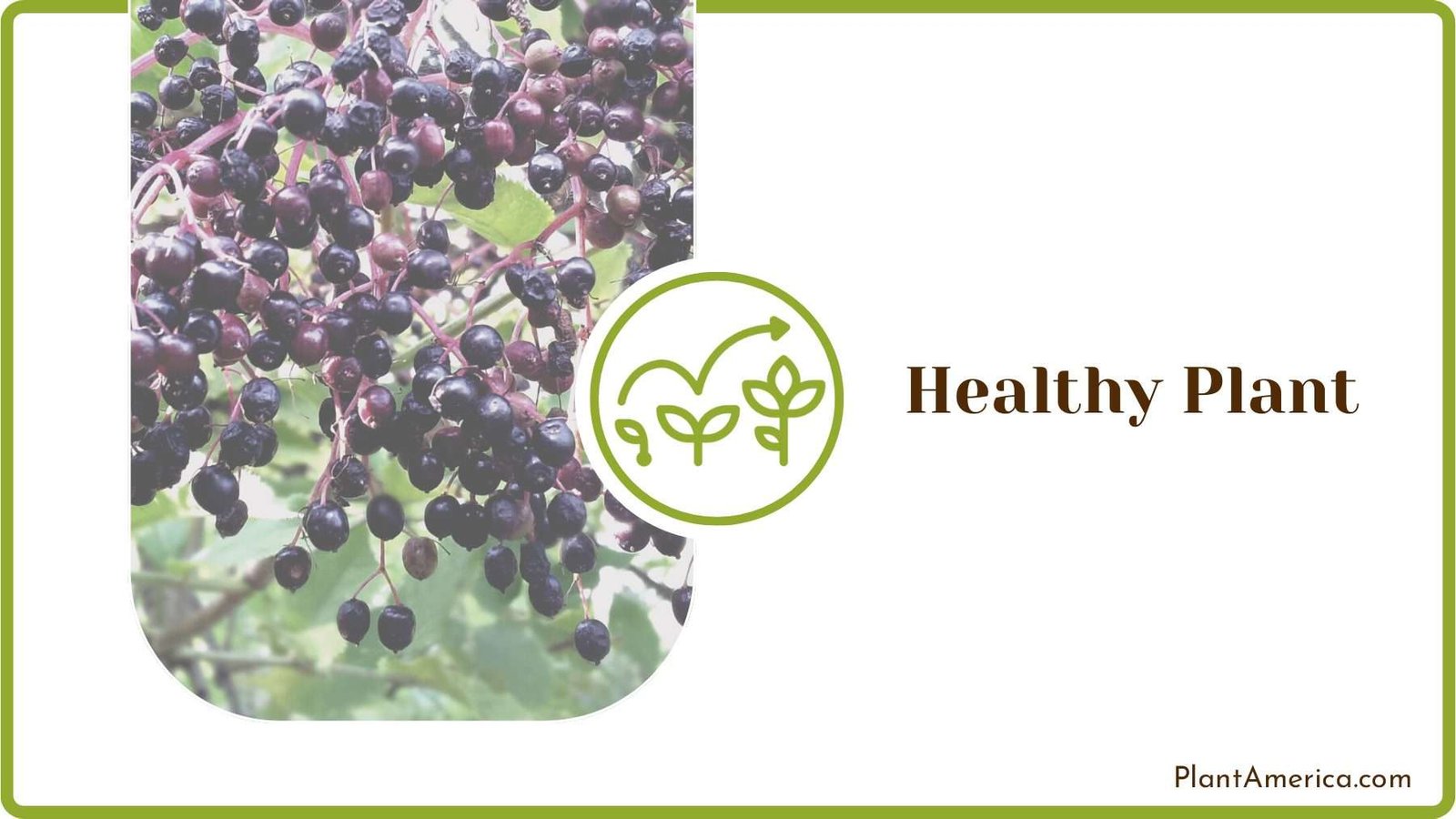 Healthy Elderberry Plant Plant America