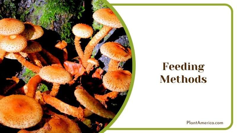 Healthy Fungi in Garden Plant America