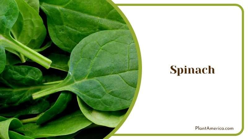 Healthy Green to Grow in Your Garden Plant America