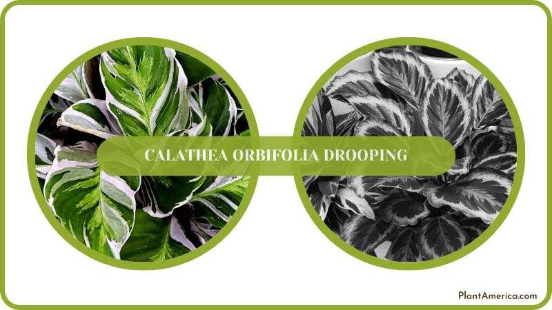 Conclusion image Problem/Soltuion Sujon Healthy Leaves on Cala Conclusion image Problem/Soltuion Sujon Healthy Leaves on Cala