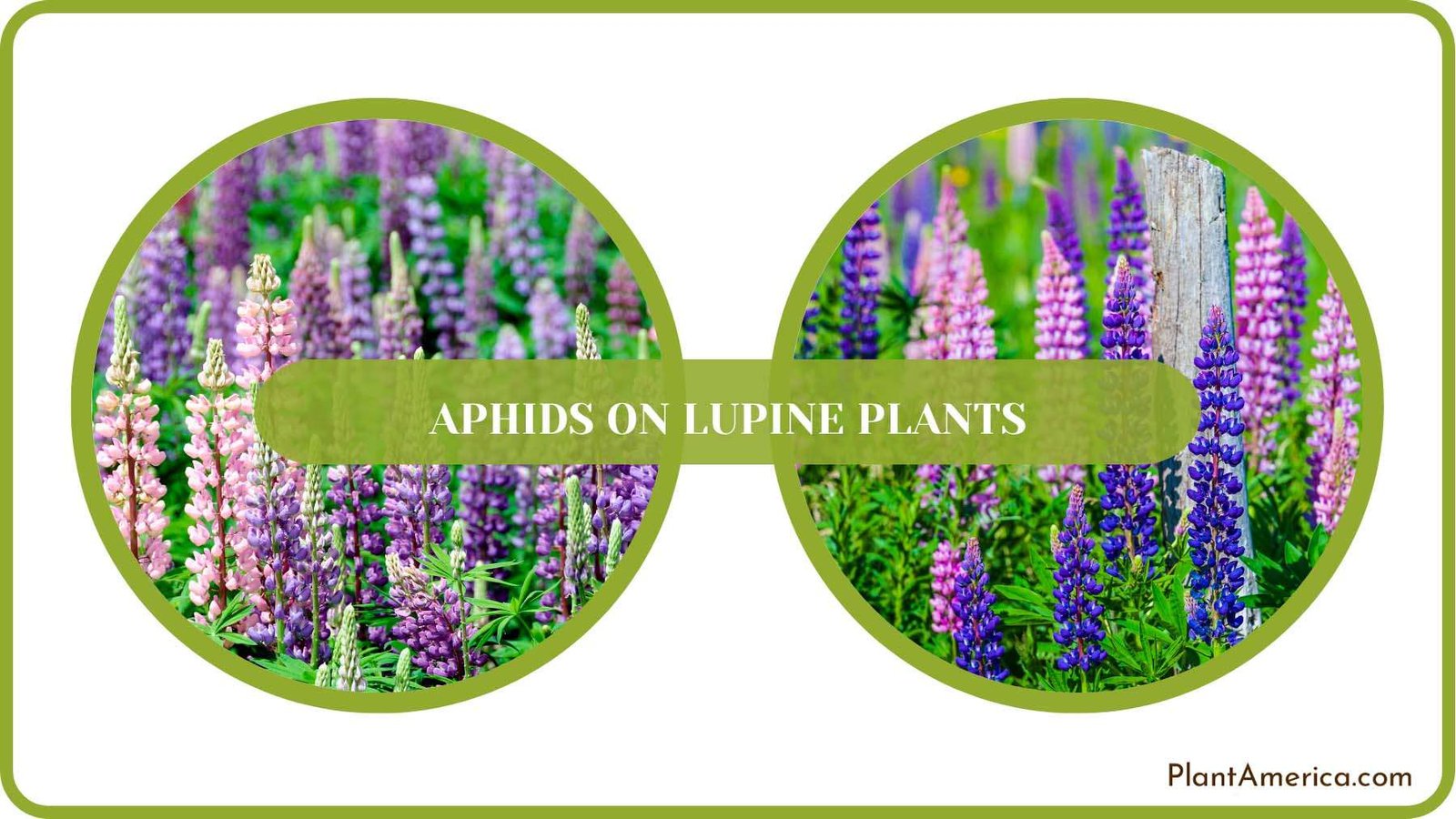 Healthy Lupine Plant Plant America Healthy Lupine Plant Plant America