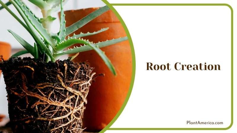 Healthy Roots in Plants Plant America