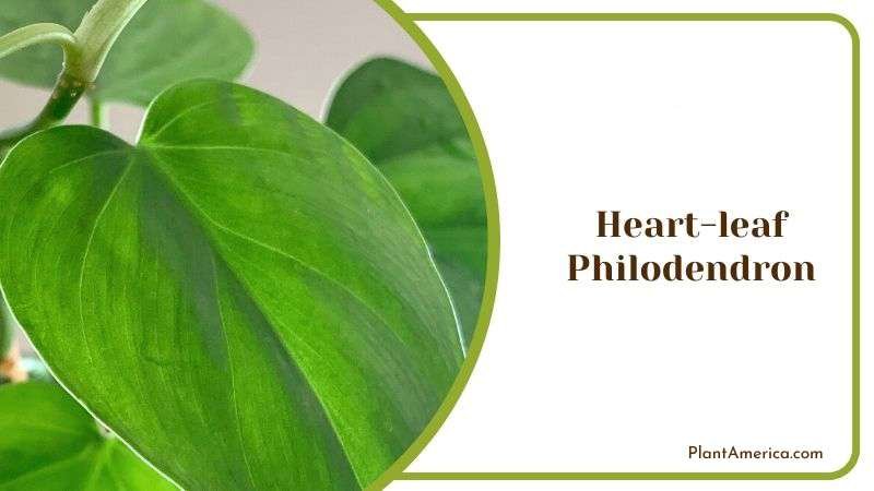 Heart Leaf Philodendron Plant Plant America Heart Leaf Philodendron Plant Plant America
