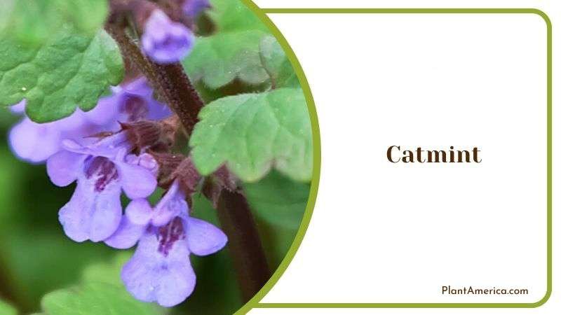 Heart Shaped Catmint Plant America 1