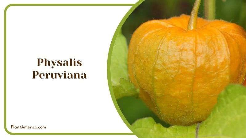 Heart Shaped Leaves Physalis Peruviana Plant America Heart Shaped Leaves Physalis Peruviana Plant America