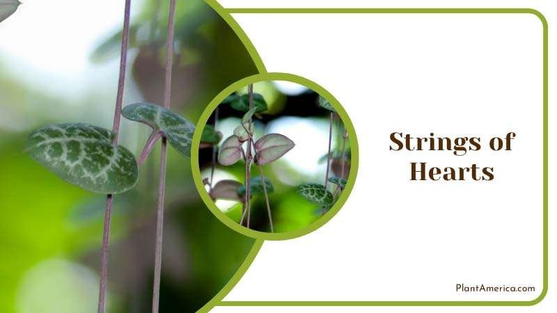 Heart Shaped Leaves of Strings of Hearts Plant America