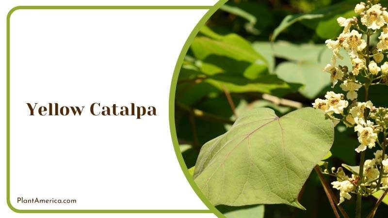 Heart Shaped Leaves of Yellow Catalpa Plant America