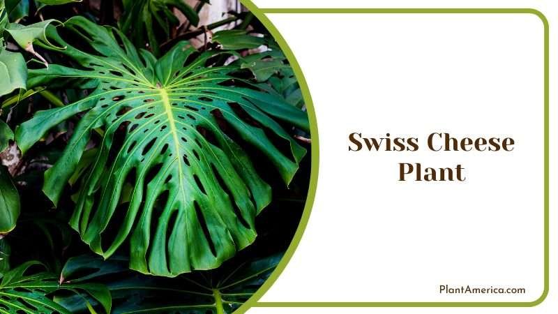 Heart Shaped Swiss Cheese Plant Plant America