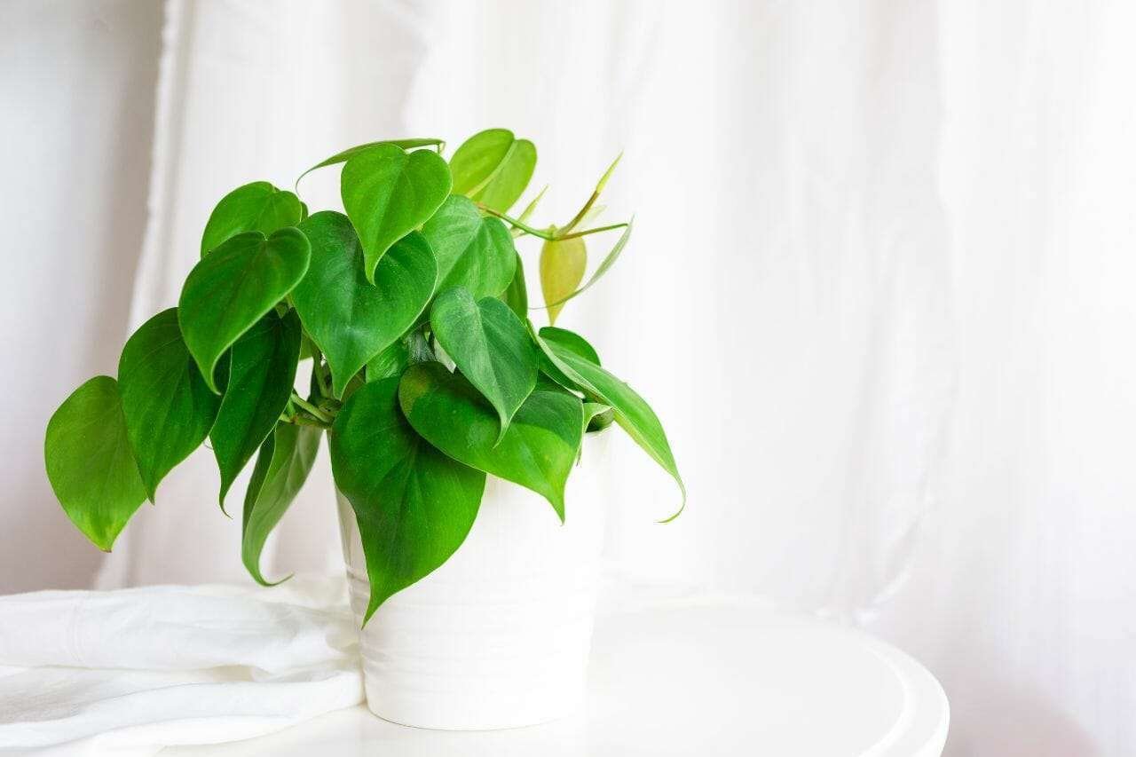 Heart leaf Philodendron house plant Plant America Heart leaf Philodendron house plant Plant America