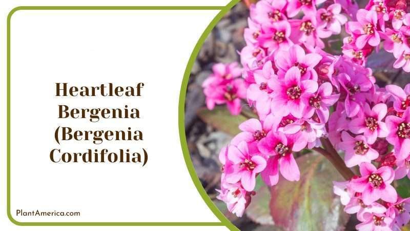 Heartleaf Bergenia Plant America