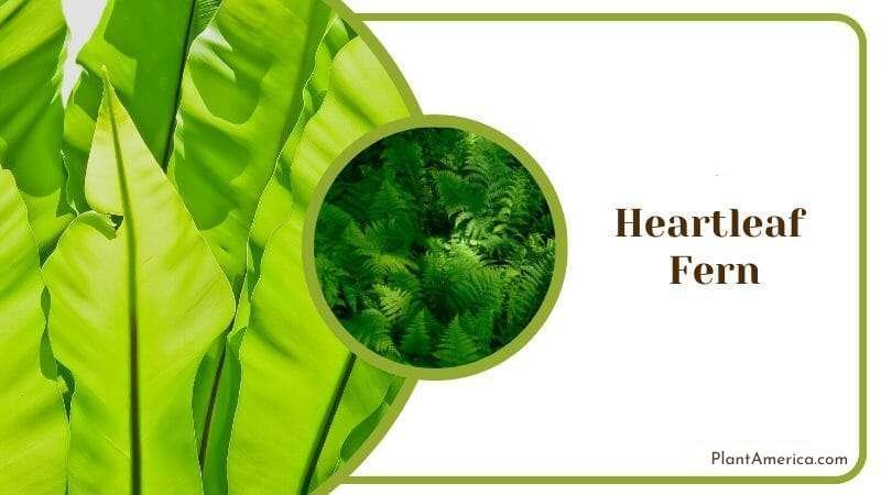 Heartleaf Fern Plants Similar to Pothos Plant America Heartleaf Fern Plants Similar to Pothos Plant America
