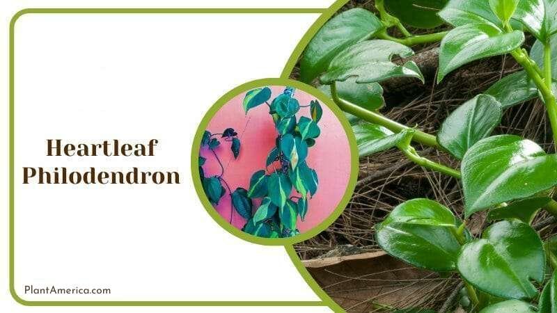 Heartleaf Philodendron Plants Similar to Pothos Plant America Heartleaf Philodendron Plants Similar to Pothos Plant America