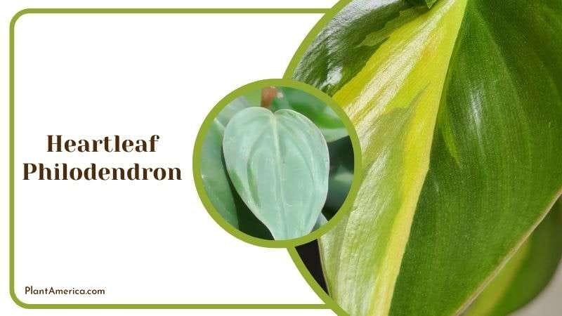 Heartleaf of Philodendron Scandens Plant America