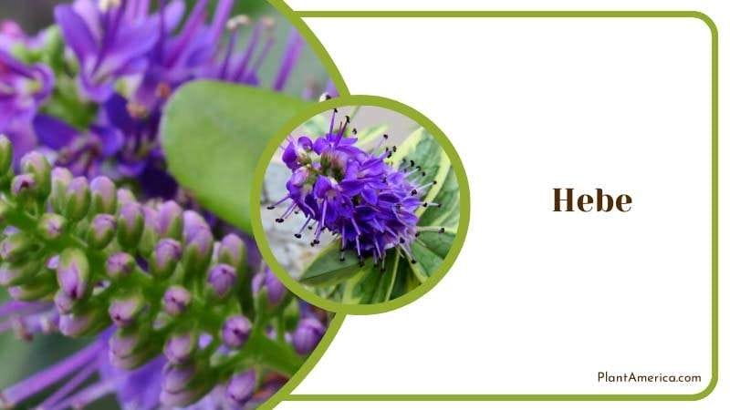 Hebe Shrub Plant Plant America