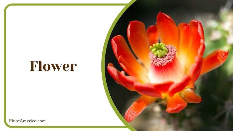 Hedgehog Cactus Flower Plant America Hedgehog Cactus Flower Plant America