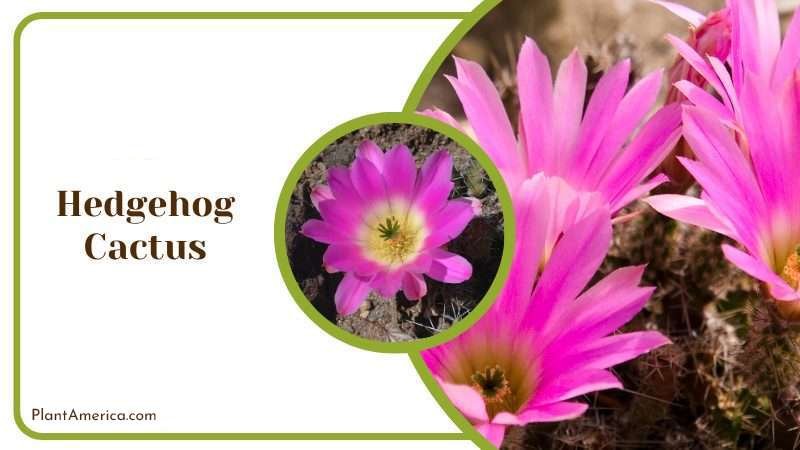 Hedgehog Cactus Plant America Hedgehog Cactus Plant America