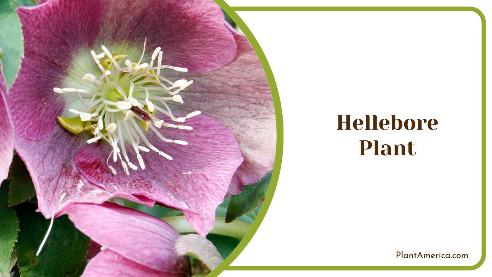 Hellebore Plant Plant America