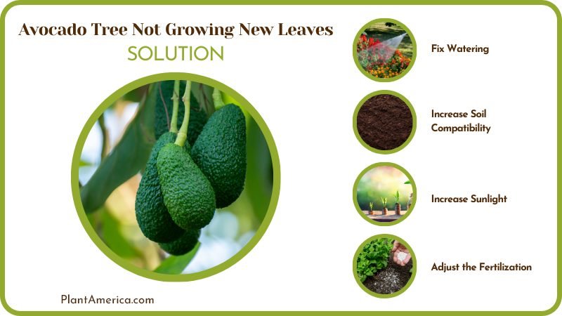 Help Avocado Tree Start Growing Leaves PlantAmerica Help Avocado Tree Start Growing Leaves PlantAmerica