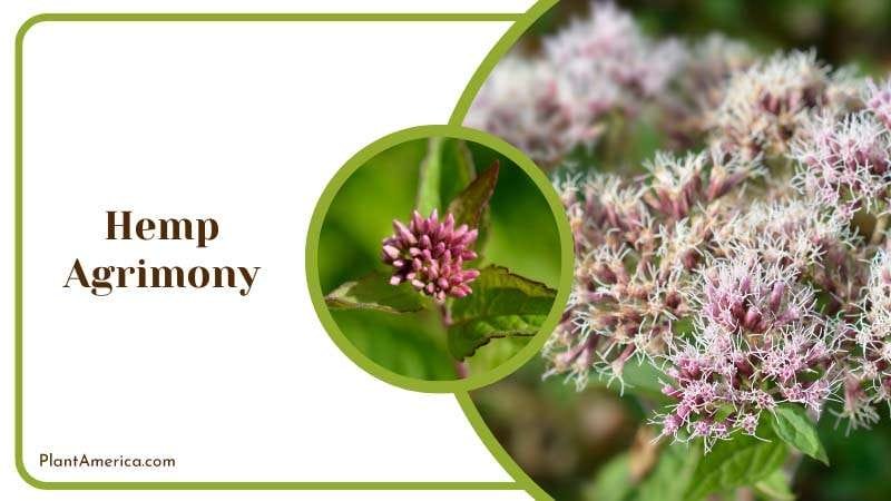 Hemp Agrimony Flowers and Buds Plant America Hemp Agrimony Flowers and Buds Plant America