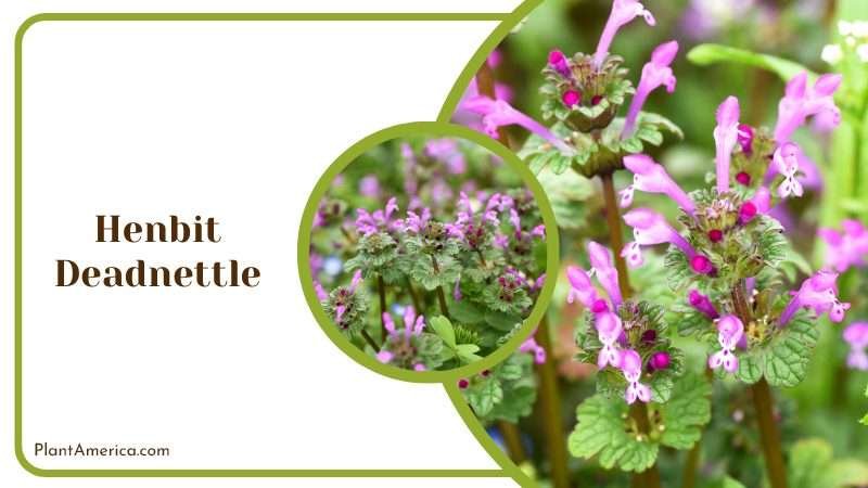 Henbit Deadnettle Weed Plant America 1