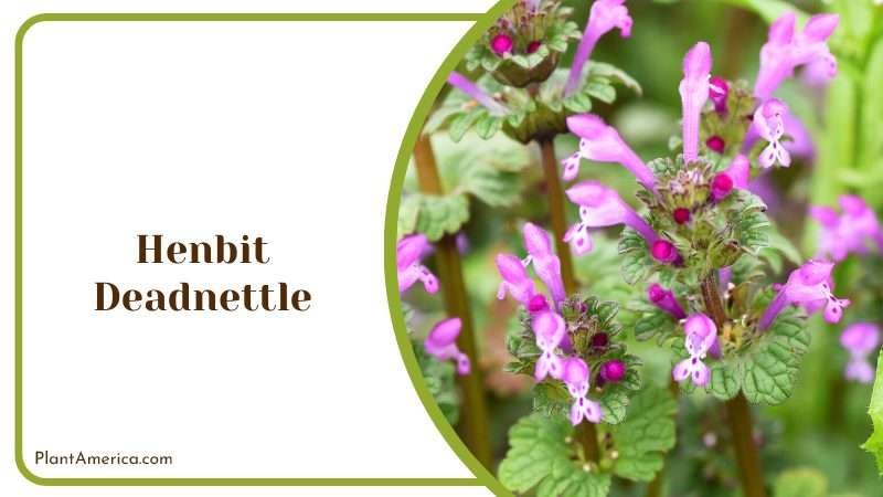 Henbit Deadnettle Weed Plant America Henbit Deadnettle Weed Plant America