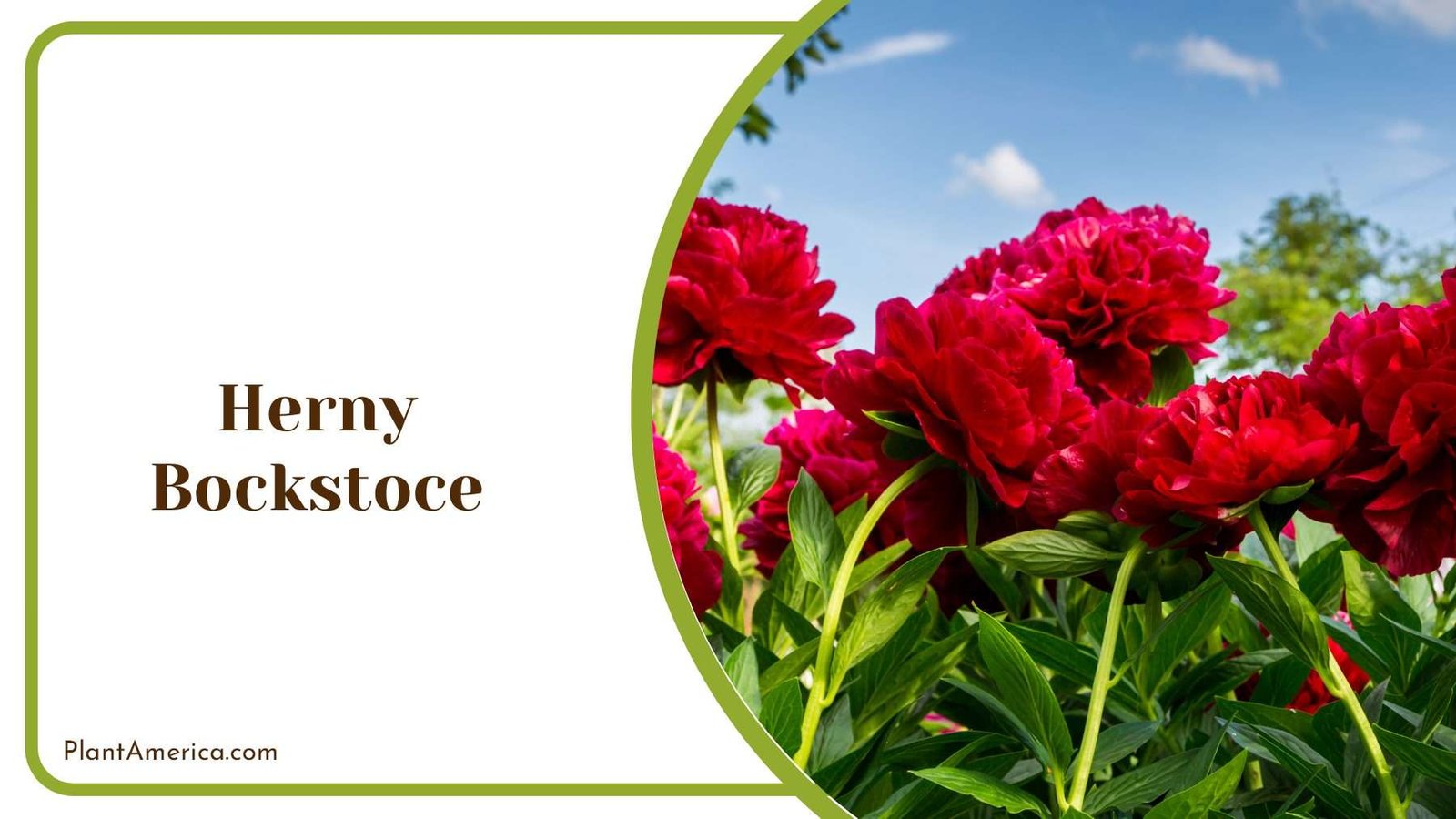 Henry Bockstoce In The Natural Sun Plant America