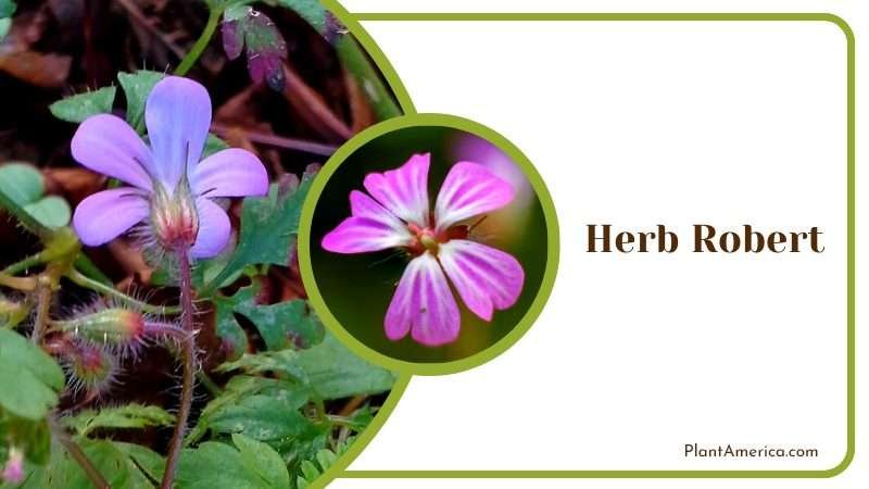 Herb Robert Herb Plant America