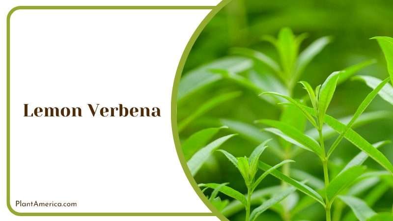 Herb for Flavorful Teas and Dishes PlantAmerica