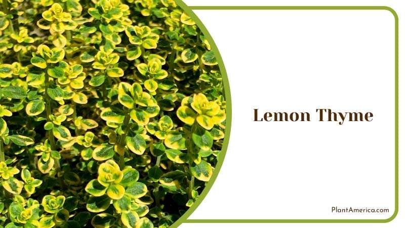 Herb that Keeps Mosquitoes Away PlantAmerica