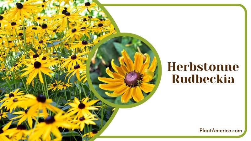 Herbstonne Rudbeckia produce more blossoms Plant America