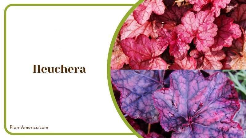 Heuchera Plant PlantAmerica