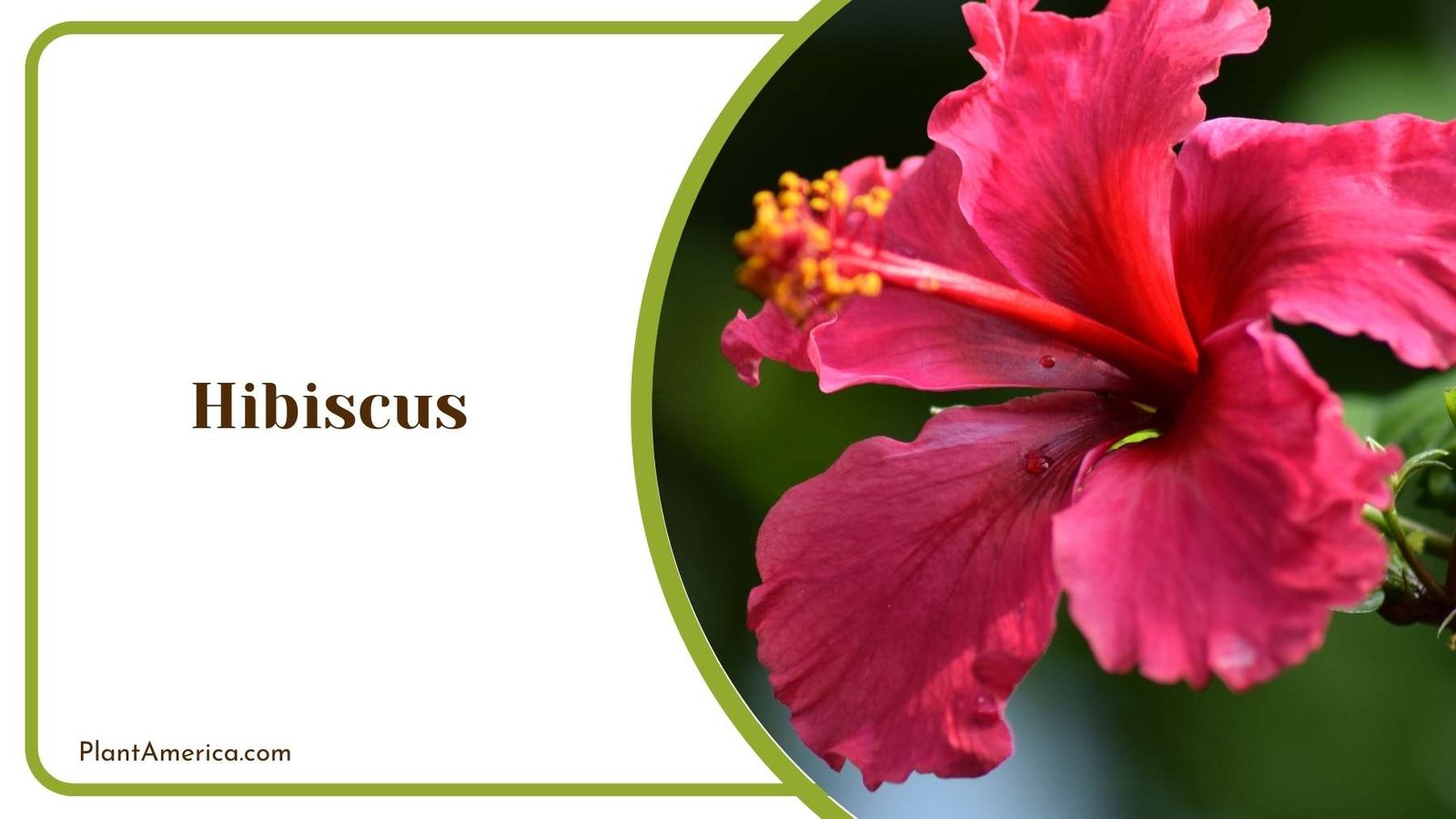 Hibiscus Bloom Plant America