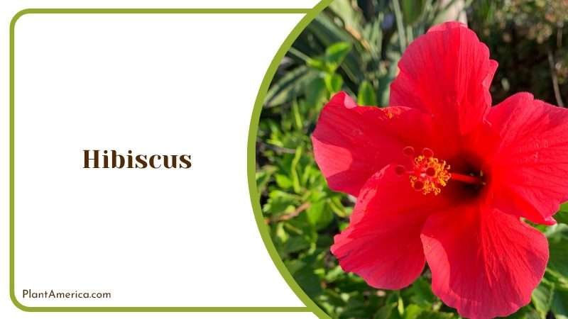 Hibiscus Flower Blooms in Garden PlantAmerica Hibiscus Flower Blooms in Garden PlantAmerica