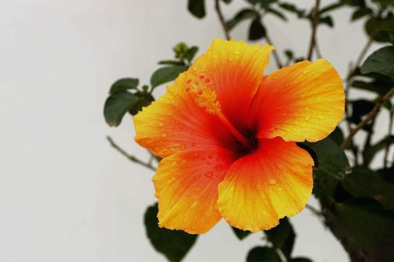 Hibiscus Rosa Sinensis Chinese Hibiscus Plant America