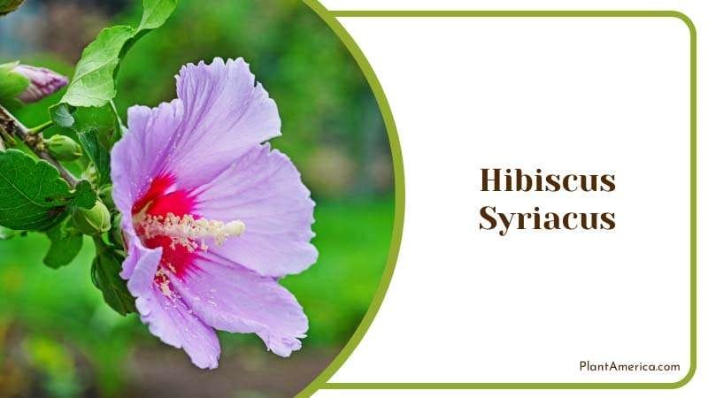 Hibiscus Syriacus Rose Mallow Plant America