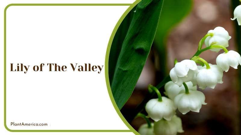 Hidden Beauty of Lily of the Valley Plant America Hidden Beauty of Lily of the Valley Plant America