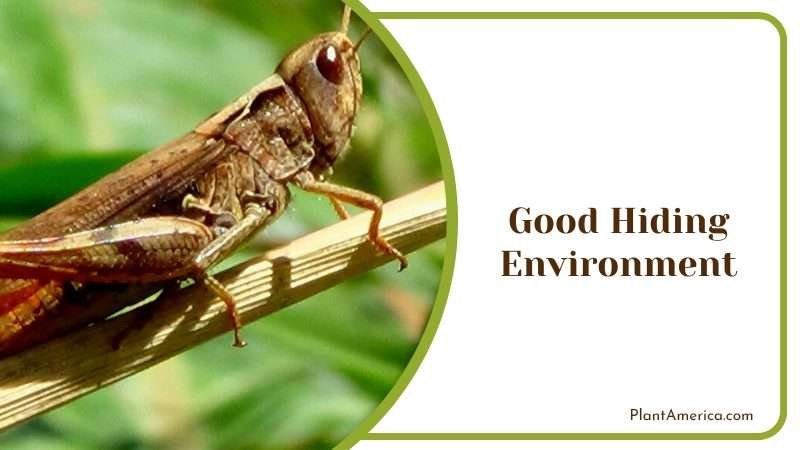 Hiding Place of Grasshoppers PlantAmerica