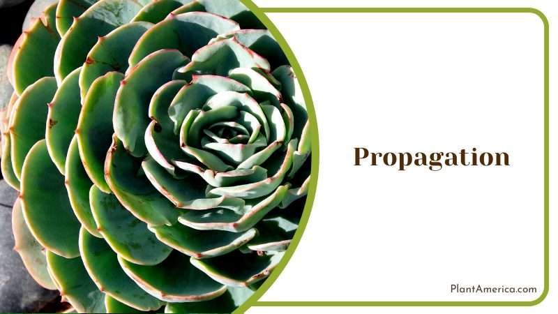 High Angle View of Succulent Plant Plant America